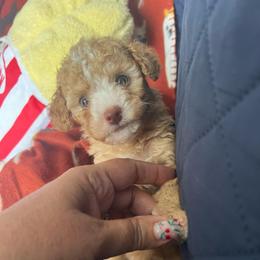 Colin - Red  male Poodle puppy in Winter Haven, Florida from Herdez’s Poodles