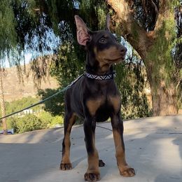 Doberman Pinscher Puppies from Obsidian Kennels