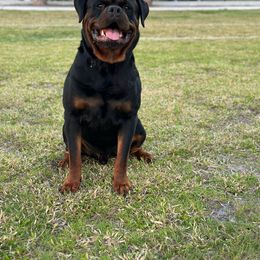 Primo - Rottweiler