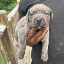 Cane Corso Puppies from Gentle giant kennels