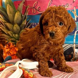 Squirt - Red  female Goldendoodle puppy in Chelan, Washington from North Cascades Doodles