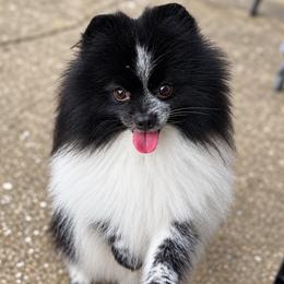 Domino - Pomeranian