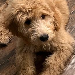 Bernedoodle and Goldendoodle All Grown Up from Gracie's Goldendoodles and Bernedoodles