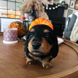 T-Bone.AKC.PRA-clear.3800 - Black and cream male Dachshund puppy in Dover, Oklahoma from Freckles and Furballs