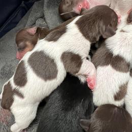 Tbd - White and chocolate female Teddy Roosevelt Terrier puppy in Troy, Ohio from Wiggle Wags Miniature American Shepherds