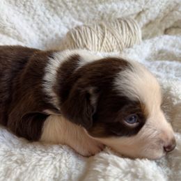 Boy 7 - Red tri-color male Australian Shepherd puppy in Ramona, California from Blue Moon Aussies