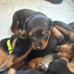 Olive - Black and rust female Rottweiler puppy in Eagle Mountain, Utah from Woolley Darlings
