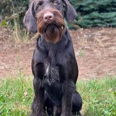 German Wirehaired Pointer puppies from German Wirehaired Versatility Dogs
