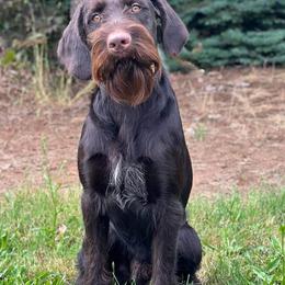 German Wirehaired Pointer puppies from German Wirehaired Versatility Dogs