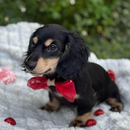 Lucius - Black and cream male Dachshund puppy in Auburndale, Florida from Doxster Dachshunds