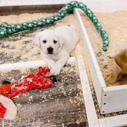 Dilute Retriever and Labrador Retriever Puppies from Landon J Farms Labrador Retrievers