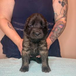 Ms. Pink - Reddish brown female Leonberger puppy in Cypress, Texas from Magnolia Leos