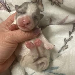 Padme - Blue merle female Chihuahua puppy in Hackleburg, Alabama from Clements Chihuahua