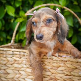 Pearl - Dapple female Dachshund puppy in Temecula, California from Naomi Magee's Dachshund Kennel