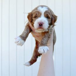 Goldendoodle Puppies from Blissful Doodles
