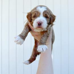 Goldendoodle Puppies from Blissful Doodles