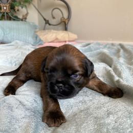 Kyle - Belge male Brussels Griffon puppy in Elkland, Missouri from Hawk Pond Brussels Griffon