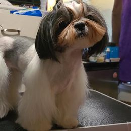 Shih Tzus from Wild Wind Shih Tzu