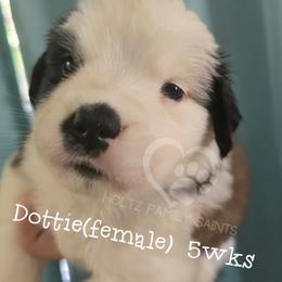 Dottie - White and brown female Saint Bernard puppy in Kaukauna, Wisconsin from Holtz Family Saints