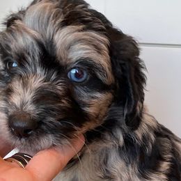 Lucy - Aussiedoodle puppy in Cleveland, Georgia from Oodle Farms