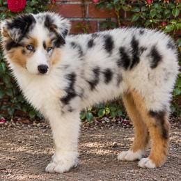 Boy 2 - male Australian Shepherd puppy in Nuevo, California from Old West Australian Shepherds