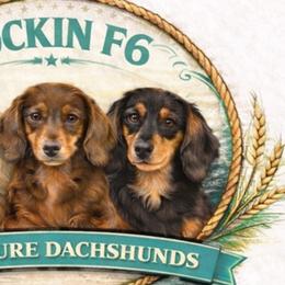 Dachshunds from Rockin F6 Dachshunds