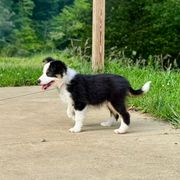 Thor - male Sporty Mix puppy in Huntingtown, Maryland from Riverside Collies-n-Critters