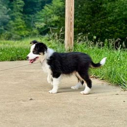 Thor - male Sporty Mix puppy in Huntingtown, Maryland from Riverside Collies-n-Critters