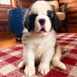 Lime Collar - Brown and white male Saint Bernard puppy in New York from Johnson Farms