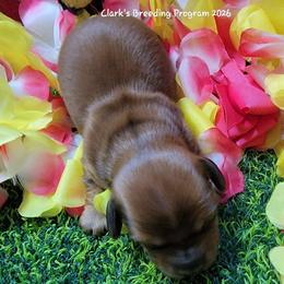 Sunny Boy - Red male Dachshund puppy in Terlton, Oklahoma from CLARK'S BREEDING PROGRAM