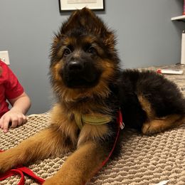 German Shepherd Puppies from Salty Raccoon Ranch German Shepherds