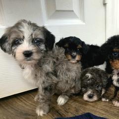 Goldendoodles and Golden Mountain Doodles from KK's Doodle Bunch