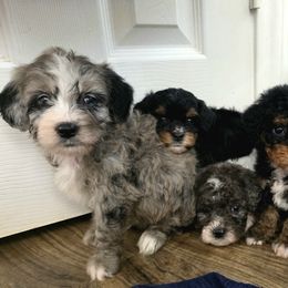 Goldendoodles and Golden Mountain Doodles from KK's Doodle Bunch