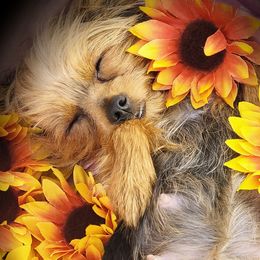 Yorkshire Terriers from Precious Paws of Michigan