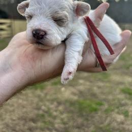 Red collar - Cream male Havapoo puppy in Powder Springs, Georgia from West Cobb Dogs