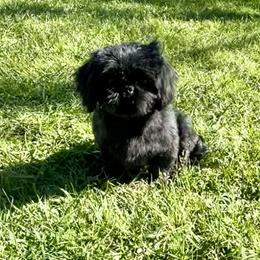 Marley - Shih Tzu