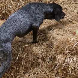 German Shorthaired Pointers from Royal Chaos GSP