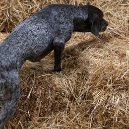 German Shorthaired Pointers from Royal Chaos GSP