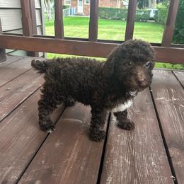 Lexi - Brown female Poodle puppy in Warren, Michigan from Annette Patterson