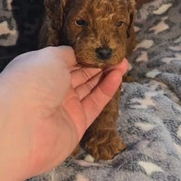 Frosty - Red male Cavapoo puppy in Conklin, Michigan from Lake Michigan Couture Cavapoos & Cockapoos