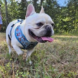 Barnaby - French Bulldog