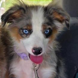 Annie Oakley - Blue merle female Australian Shepherd puppy in Churchill County Fallon, Nevada from Card Family Ranch