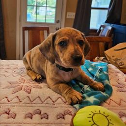 Green - Brindle male Dachshund puppy in Colony, Kansas from Randal'sDachshunds