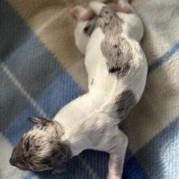 Dancer - Piebald female Dachshund puppy in Mountain Home, Arkansas from The Teacup Homestead Miniature Dachshunds