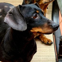 Mellow - Dachshund