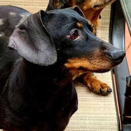 Mellow - Dachshund