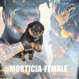 Girl 3 - Black and tan female Rottweiler puppy in Cincinnati, Ohio from Concrete Kennels