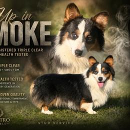 Smokey - Pembroke Welsh Corgi