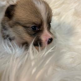 Boy 1 - Black and tan male Pembroke Welsh Corgi puppy in Mountain View, Hawaii from Celtic Corgis