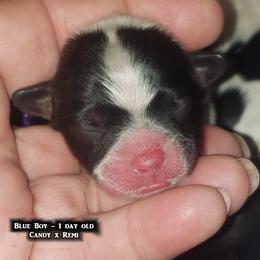 AKC - Blue Boy - White black and tan male Papillon puppy in Cadiz, Kentucky from Tiny Treasures Papillons